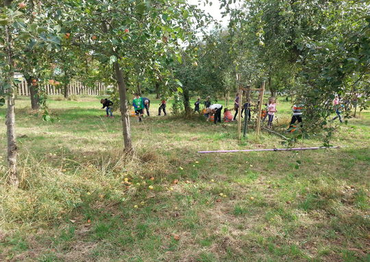 Apfelernte © Förderverein