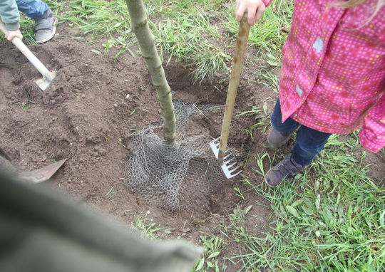 Pflanzaktion © Förderverein