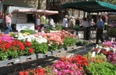 Wochenmarktstand einer Gärtnerei mit blühenden Geranien